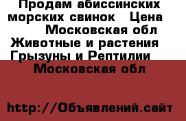 Продам абиссинских морских свинок › Цена ­ 500 - Московская обл. Животные и растения » Грызуны и Рептилии   . Московская обл.